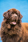 Newfoundland Dog Portrait