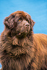 Newfoundland Dog Portrait
