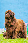 Newfoundland Dog mother with puppies
