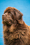 Newfoundland Dog Portrait
