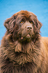 Newfoundland Dog Portrait