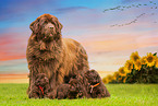 Newfoundland Dog mother with puppies