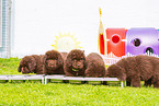 Newfoundland Dog Puppies