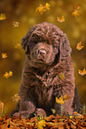 Newfoundland Dog Puppy