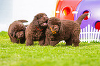 Newfoundland Dog Puppies