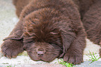 Newfoundland Dog Puppy