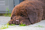 Newfoundland Dog Puppy