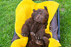 Newfoundland Dog Puppy