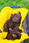 Newfoundland Dog Puppy