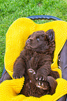 Newfoundland Dog Puppy