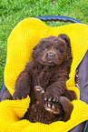 Newfoundland Dog Puppy