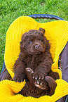 Newfoundland Dog Puppy