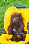 Newfoundland Dog Puppy