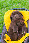 Newfoundland Dog Puppy