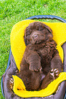 Newfoundland Dog Puppy