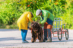 Newfoundland Dog at pull sport