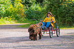 Newfoundland Dog at pull sport