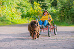 Newfoundland Dog at pull sport