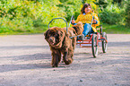 Newfoundland Dog at pull sport