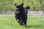 black Newfoundland Dog