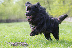 black Newfoundland Dog