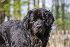 black Newfoundland Dog