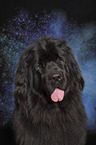 Newfoundland Dog