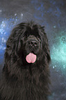 Newfoundland Dog