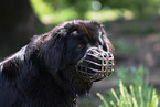 Newfoundland Dog