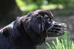 Newfoundland Dog