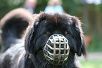Newfoundland Dog