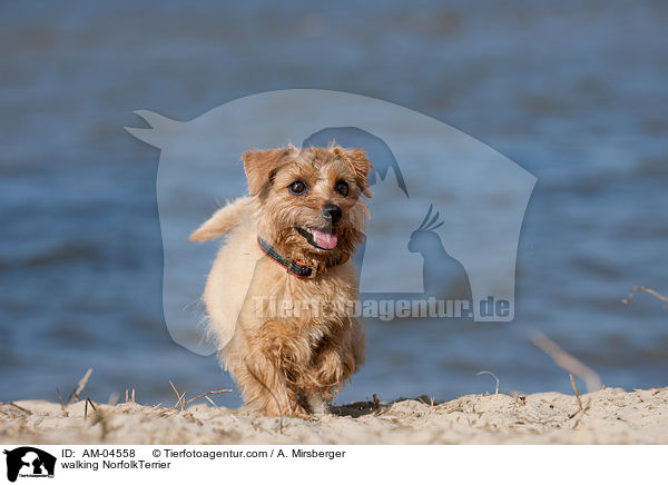 walking NorfolkTerrier / AM-04558