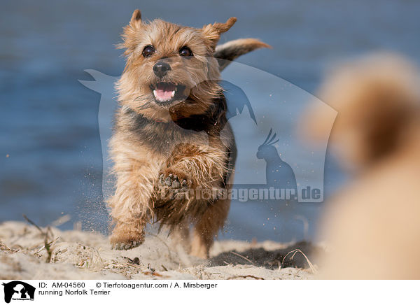 rennender Norfolk Terrier / running Norfolk Terrier / AM-04560