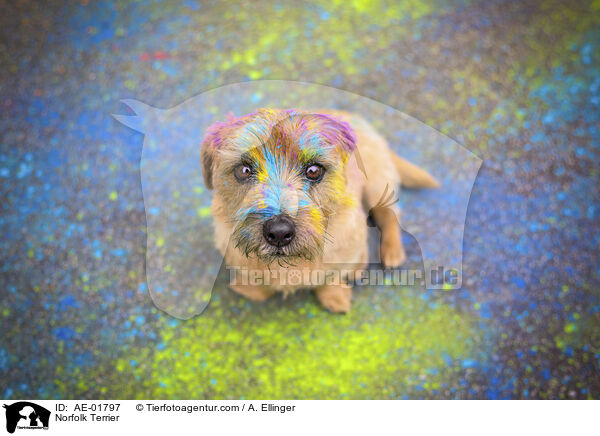 Norfolk Terrier / Norfolk Terrier / AE-01797