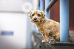 Norfolk Terrier