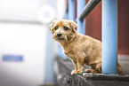 Norfolk Terrier