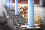 Norfolk Terrier