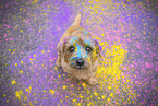 Norfolk Terrier