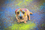 Norfolk Terrier