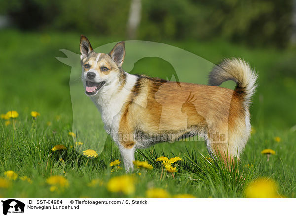 Norwegischer Lundehund / Norwegian Lundehund / SST-04984