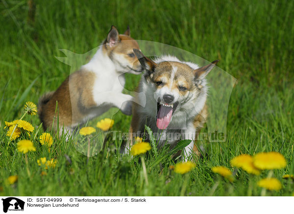Norwegische Lundehunde / Norwegian Lundehund / SST-04999