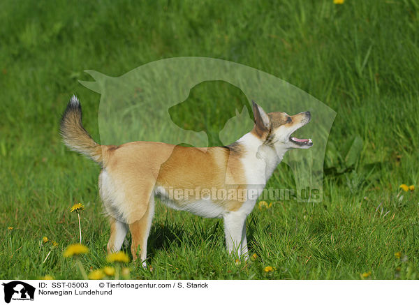Norwegischer Lundehund / Norwegian Lundehund / SST-05003