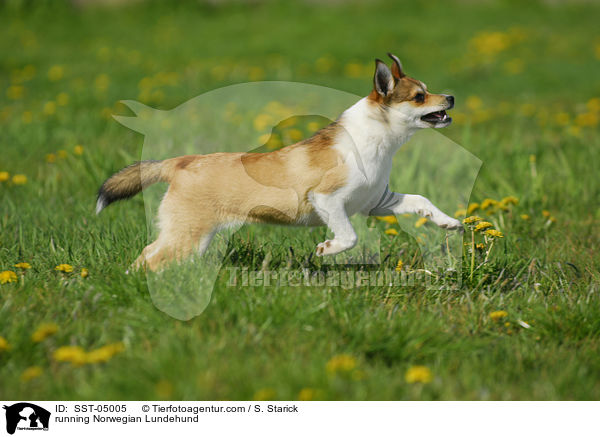 rennender Norwegischer Lundehund / running Norwegian Lundehund / SST-05005
