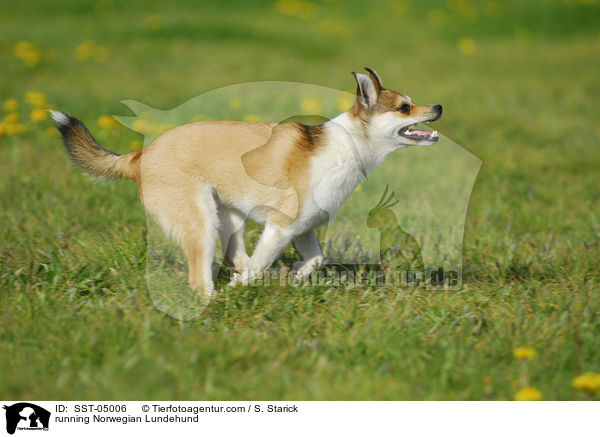 rennender Norwegischer Lundehund / running Norwegian Lundehund / SST-05006