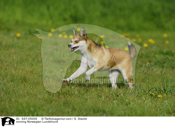 rennender Norwegischer Lundehund / running Norwegian Lundehund / SST-05009