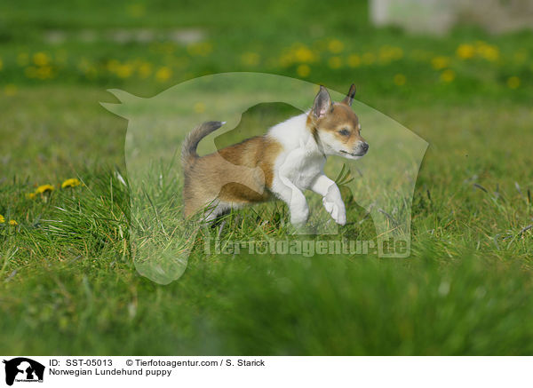 Norwegischer Lundehund Welpe / Norwegian Lundehund puppy / SST-05013