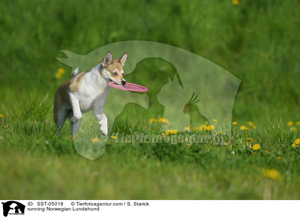 rennender Norwegischer Lundehund / running Norwegian Lundehund / SST-05018