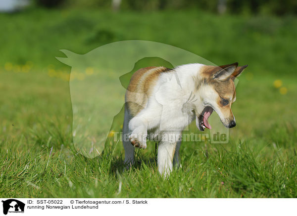 rennender Norwegischer Lundehund / running Norwegian Lundehund / SST-05022