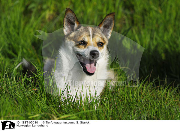Norwegischer Lundehund / Norwegian Lundehund / SST-05030