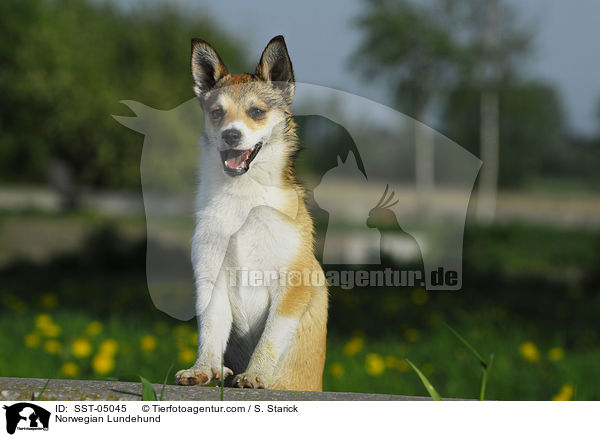 Norwegian Lundehund / SST-05045